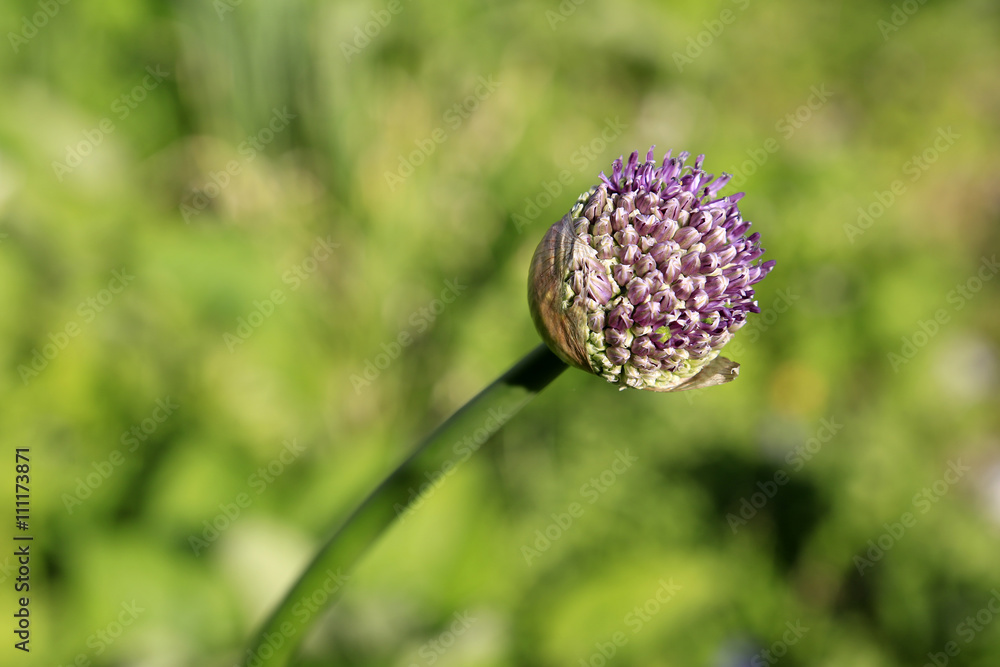 Aufspringende Knospe des Riesenlauchs Aufspringende Knospe des Riesenlauchs