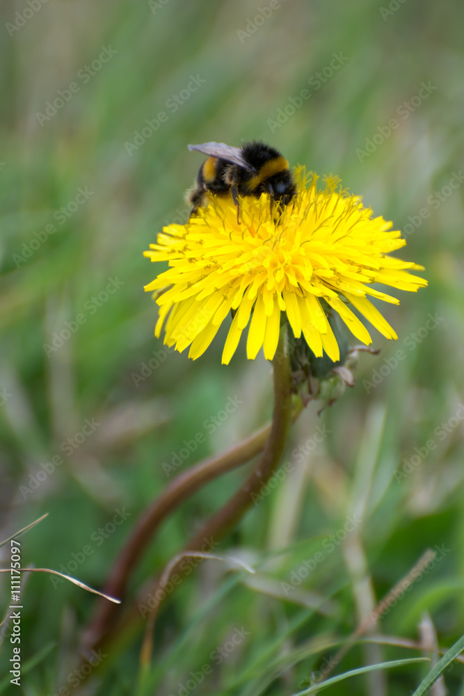Bee collecting pollen from a Dandelion (taraxacum) Bee collecting pollen from a Dandelion (taraxacum)