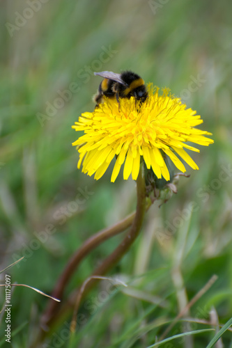 Bee collecting pollen from a Dandelion (taraxacum)