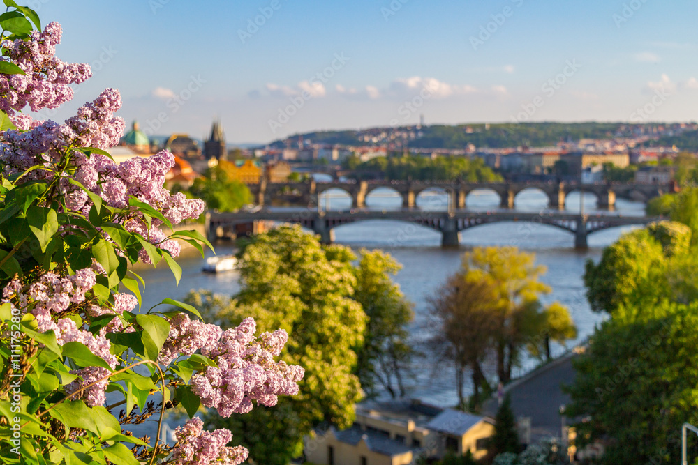 The blooming bush of lilac against Vltava river and Charles bridge, Prague