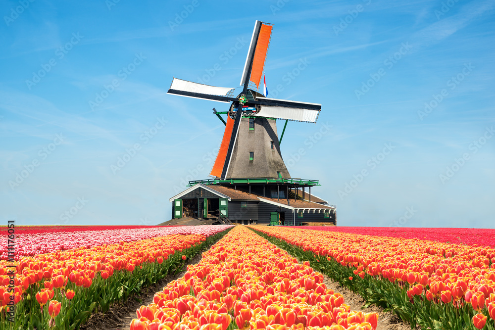 Landscape of tulips and windmills in the Netherlands. - obrazy, fototapety, plakaty 