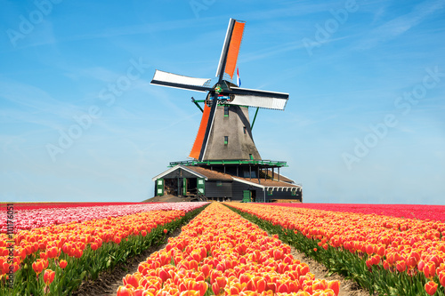Landscape of tulips and windmills in the Netherlands. photo