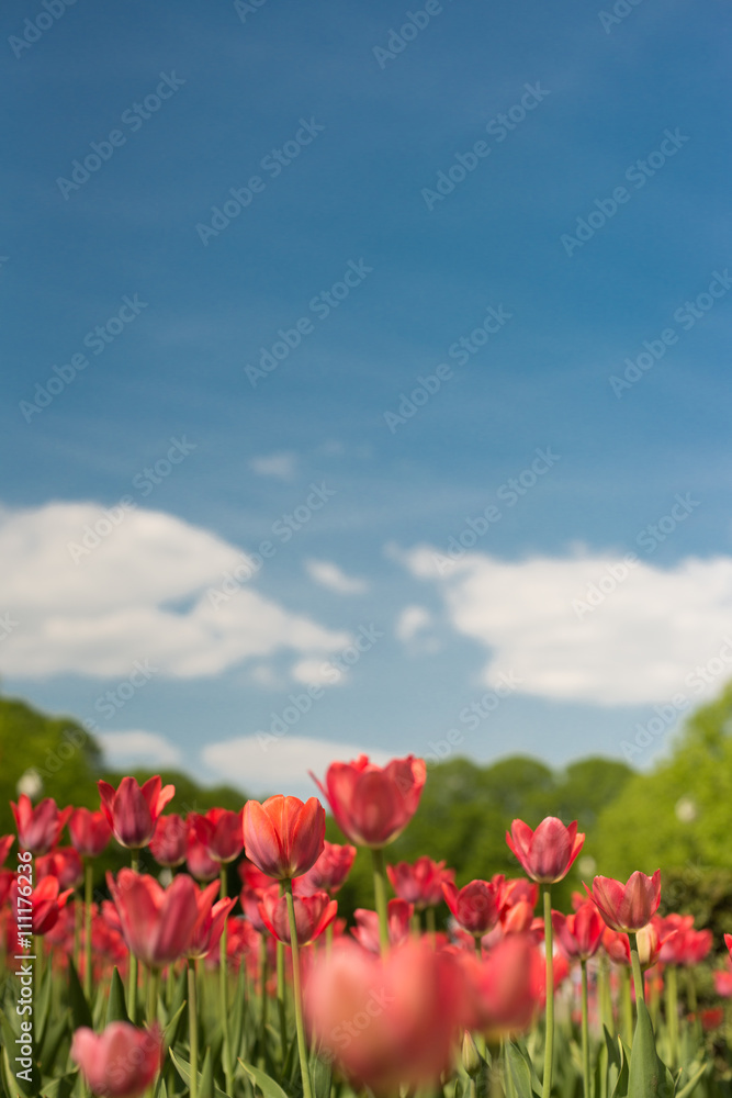 Group of red tulips in the park agains clouds. Spring blurred background postcard. copyspace