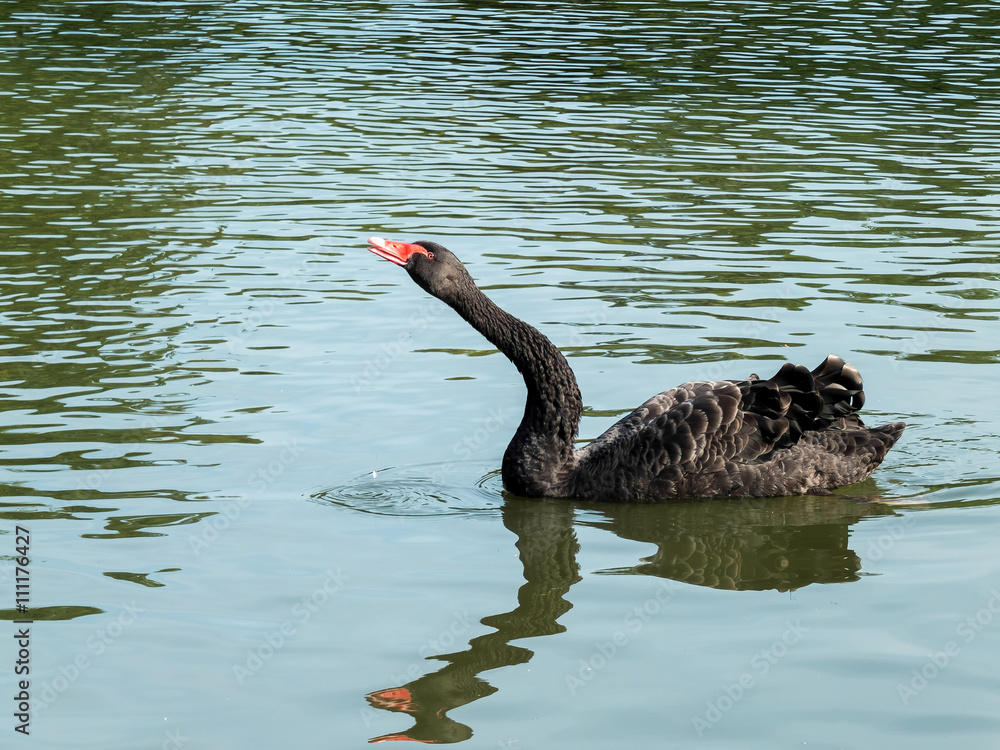 Fototapeta premium Black Swan (cygnus atratus)