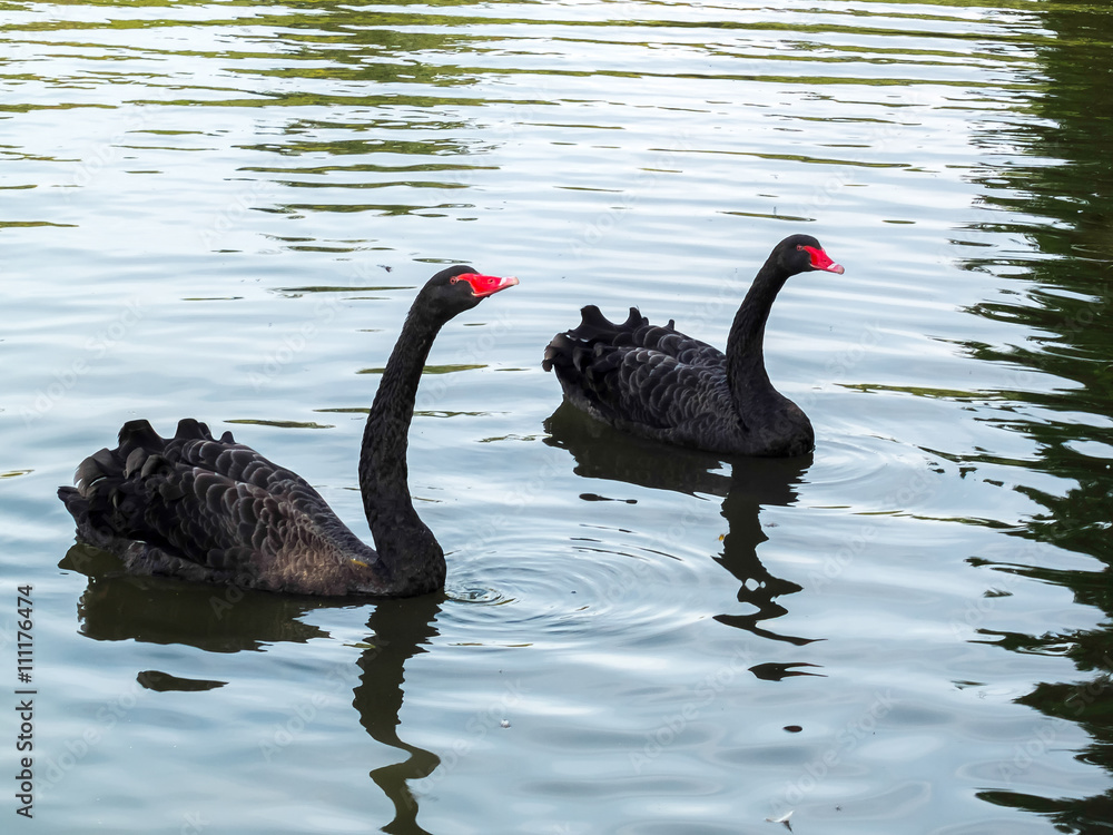 Naklejka premium Black Swans (cygnus atratus)