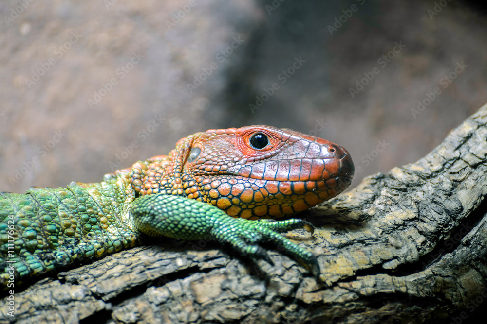 Fototapeta premium Northern Caiman Lizard (Dracaena guianensis)