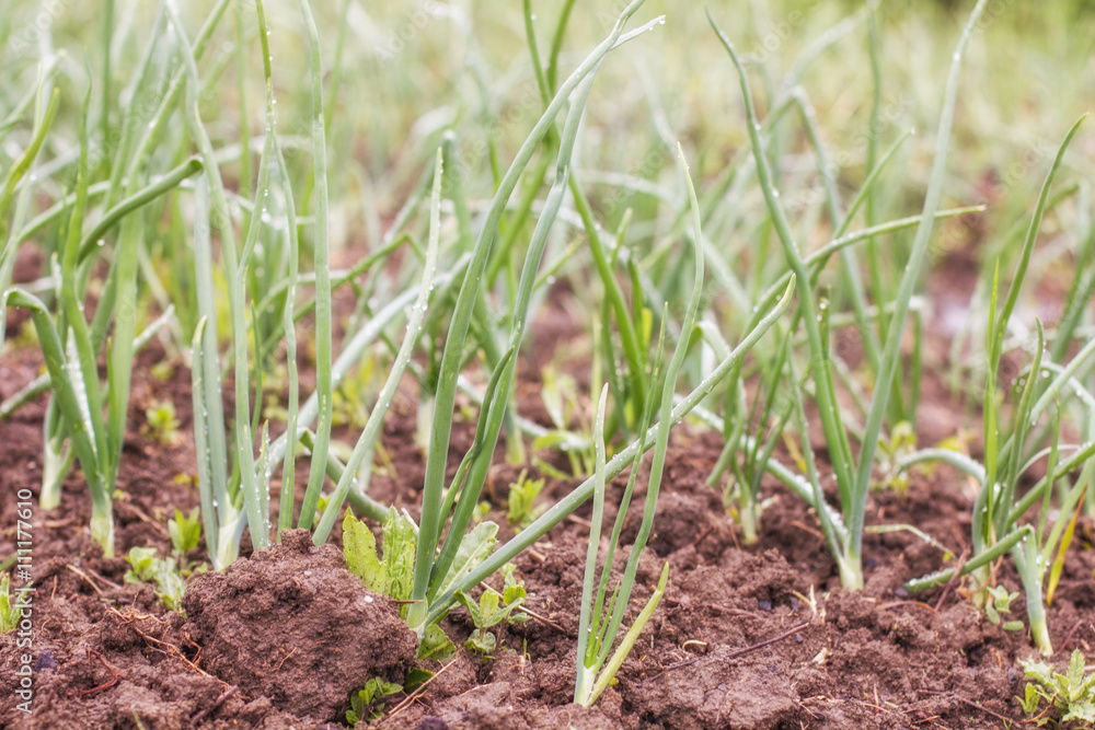 Organic Spring Onion Vegetable Organic Spring Onion Vegetable