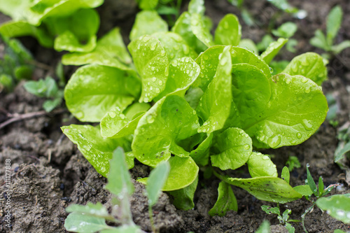 Organic Lettuce Vegetable