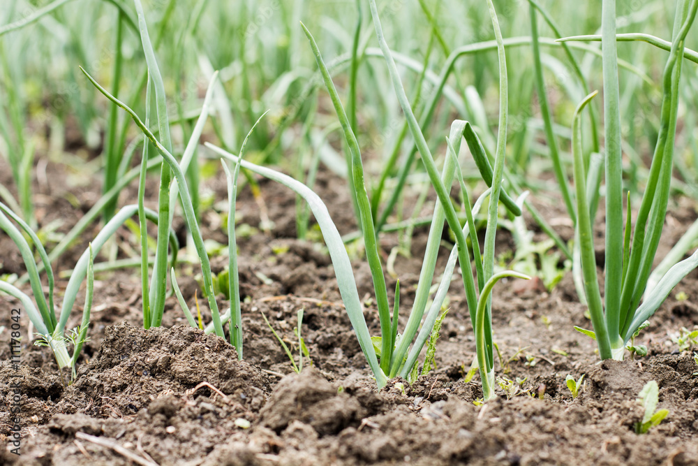 Organic Spring Onion Vegetable Organic Spring Onion Vegetable