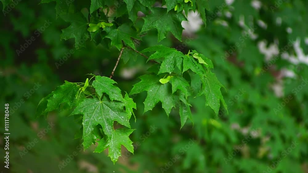green leaves after rain green leaves after rain