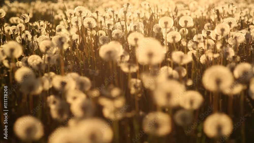 Feet girl walking on the field with dandelions at sunset Feet girl walking on the field with dandelions at sunset