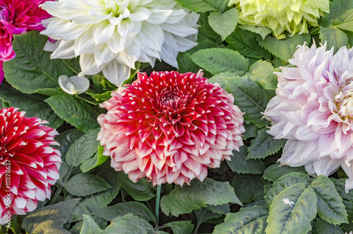 Canvas-taulu Red, yellow and white dahlias