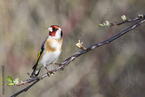 Goldfinch