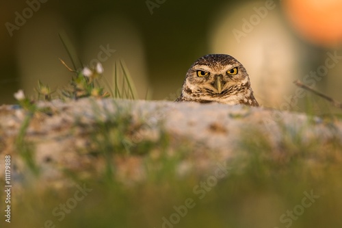 Burrowing owl (Athene cunicularia) is looking into your eyes. photo