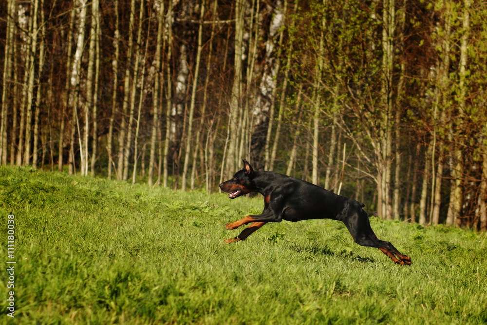 Black Doberman runs gallop on the hill Black Doberman runs gallop on the hill