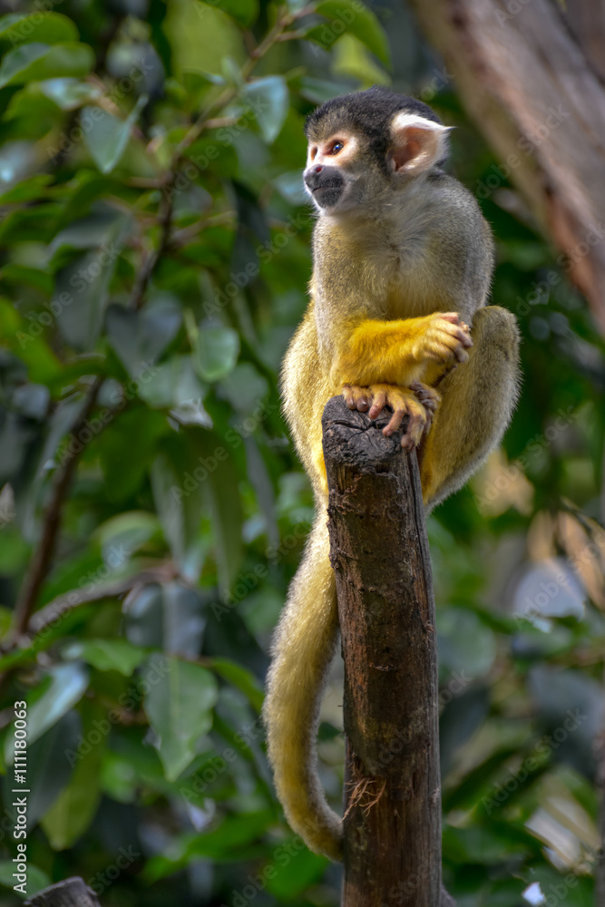 Common Squirrel Monkey (Saimiri sciureus) Common Squirrel Monkey (Saimiri sciureus)