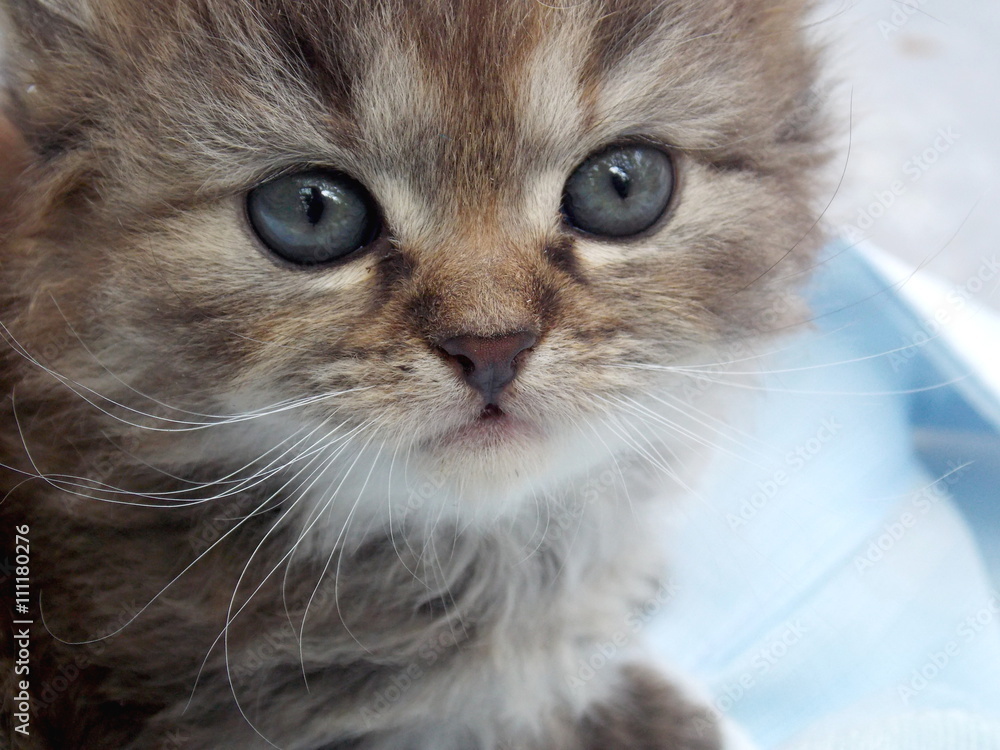 Cute small kitten