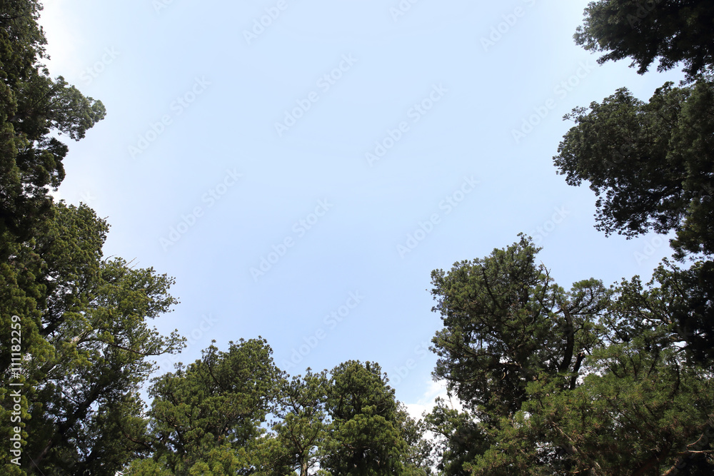 tree branches with blue sky background tree branches with blue sky background