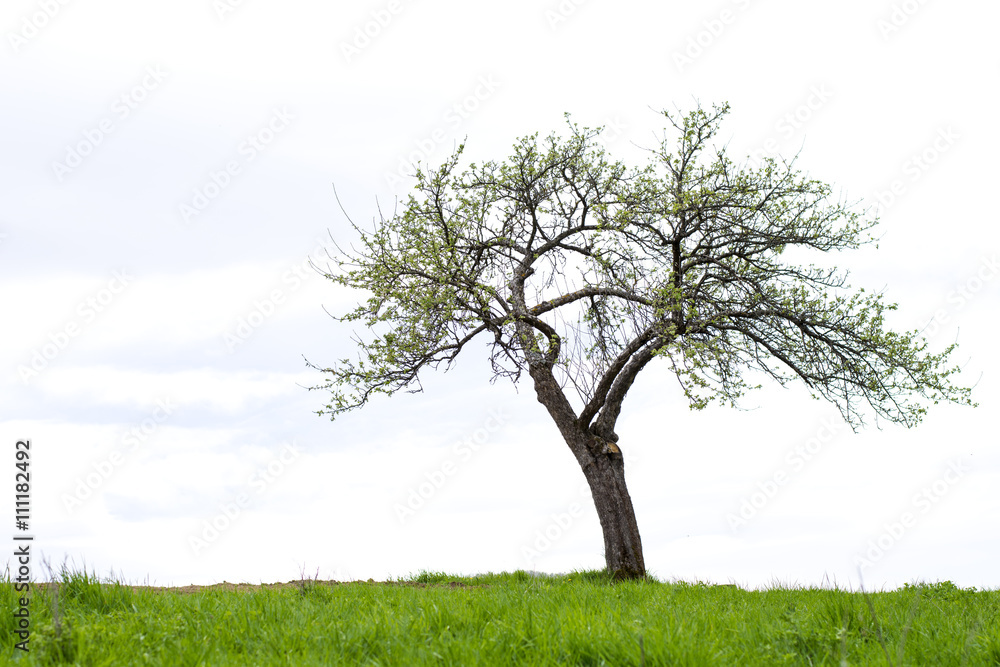 Lonely tree Lonely tree