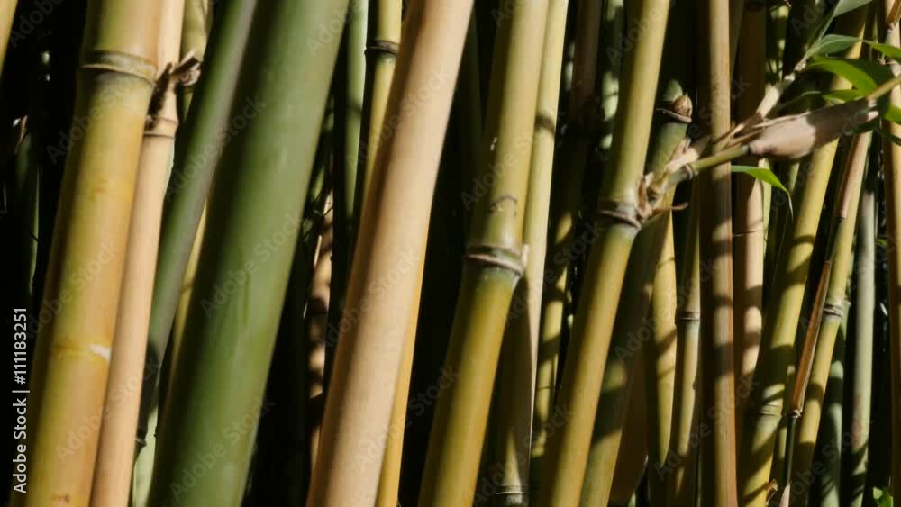 Young and fresh Poaceae family bamboo plant stalks on wind 4K 3840X2160
