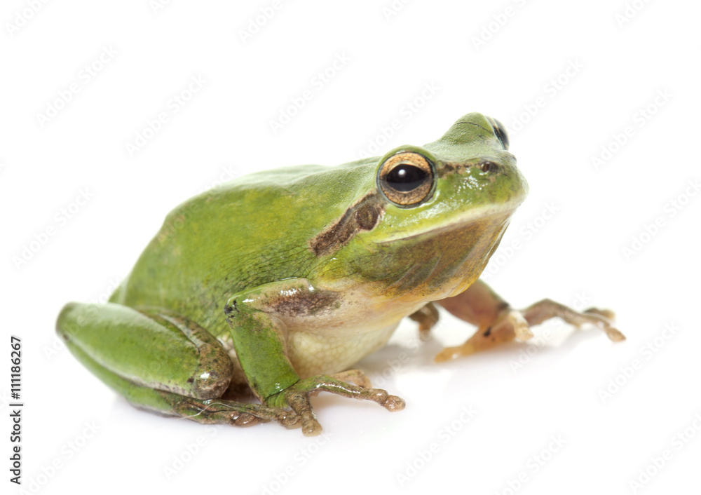 European tree frog European tree frog