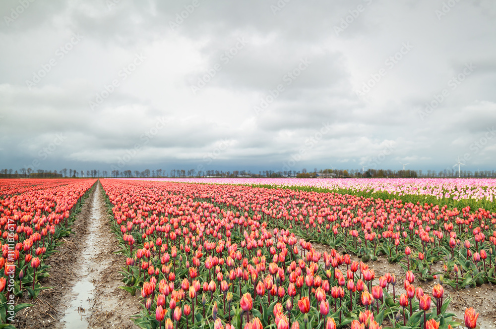 orange and red tulip flowers field in spring