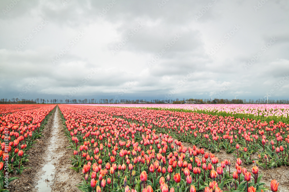 orange and red tulip flowers field in spring orange and red tulip flowers field in spring