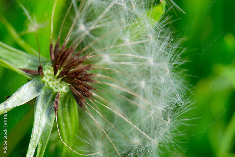 Fototapeta premium dandelion flying seed