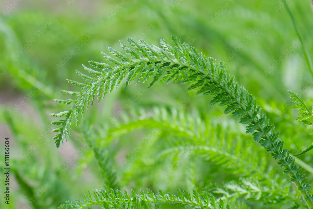 Yarrow, Achillea millefolium green leaves Yarrow, Achillea millefolium green leaves