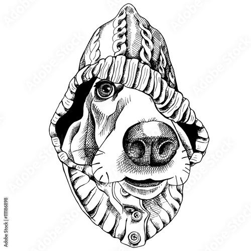 The poster with the image of the dog Basset Hound in the hood. Vector illustration.