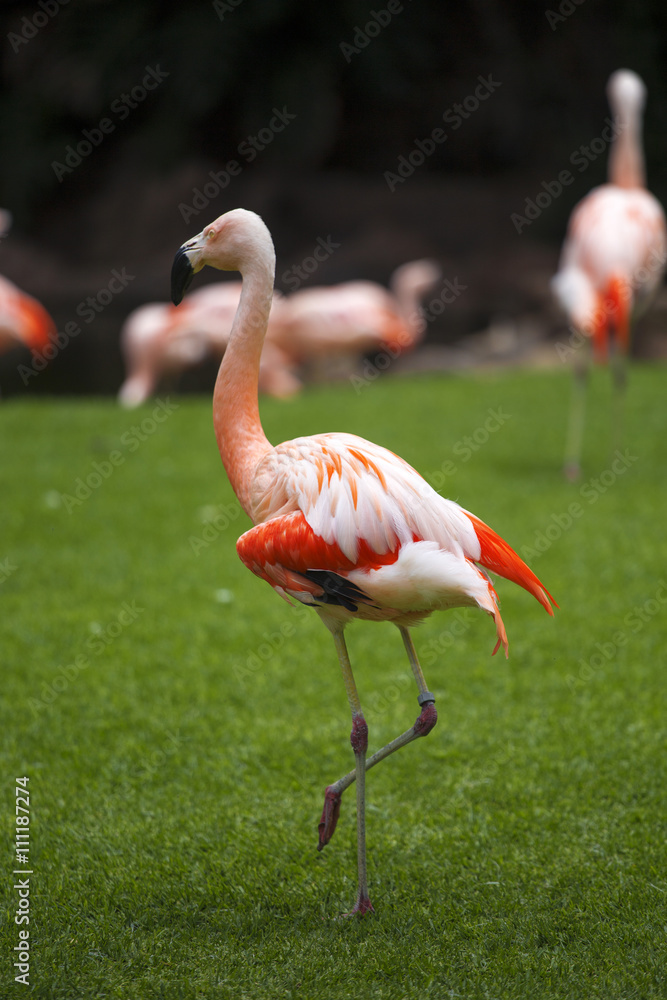 Group of pink flamingos in its natural environment. Group of pink flamingos in its natural environment.