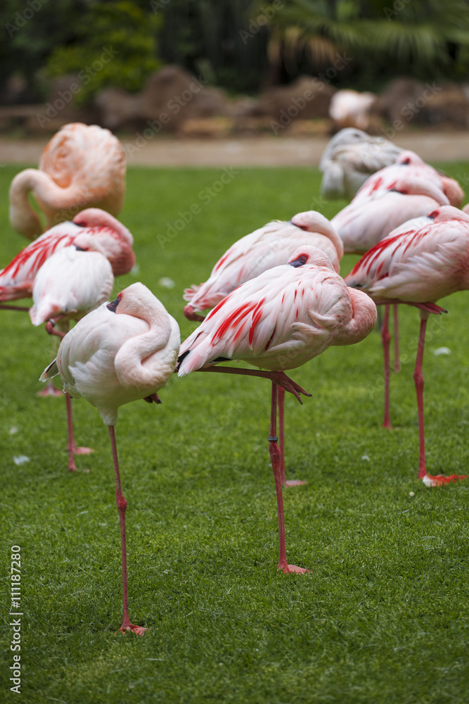 Group of pink flamingos in its natural environment. Group of pink flamingos in its natural environment.
