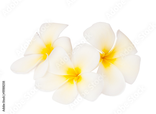 Three tropical flowers (Plumeria) isolated on white. Focus on the center of the middle of the flower