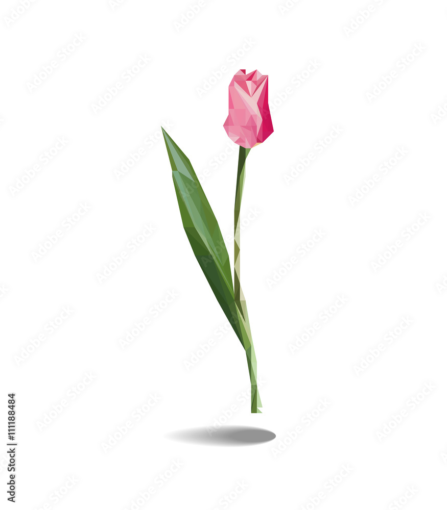 Vector Tulips flowers isolated on white background Vector Tulips flowers isolated on white background