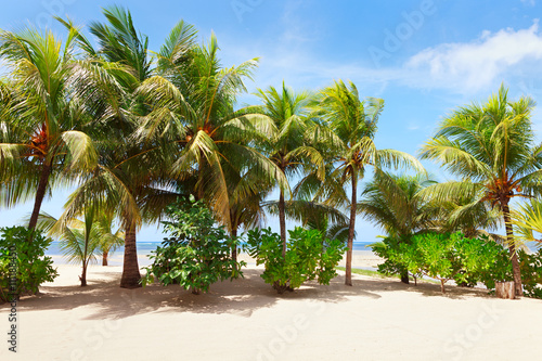 Coconut palm trees at a tropical beach in Mahe, Seychelles.