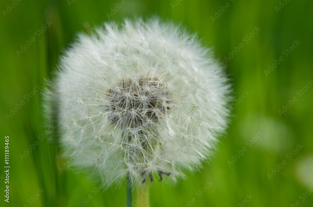 Pusteblume
