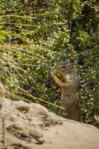 Rock squirrel  which is a large ground squirrel  eating acorns in Zion National Park