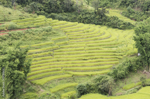 rice field in Thailand