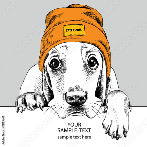 Portrait Basset Hound dog in the hipster hat. Vector illustration.