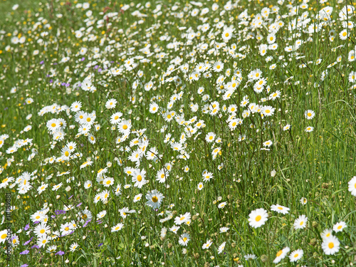 Margeriten, Leucanthemum, Wildblumen, Blumenwiese photo