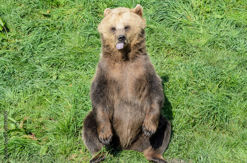 Brown Bear (Ursus arctos) sitting in the grass and showing its tongue