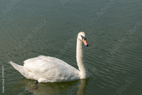 Fototapeta Naklejka Na Ścianę i Meble -  White Mute Swan