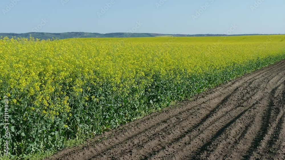 Oil rape, canola plants in field in early spring, HD zoom out footage Oil rape, canola plants in field in early spring, HD zoom out footage