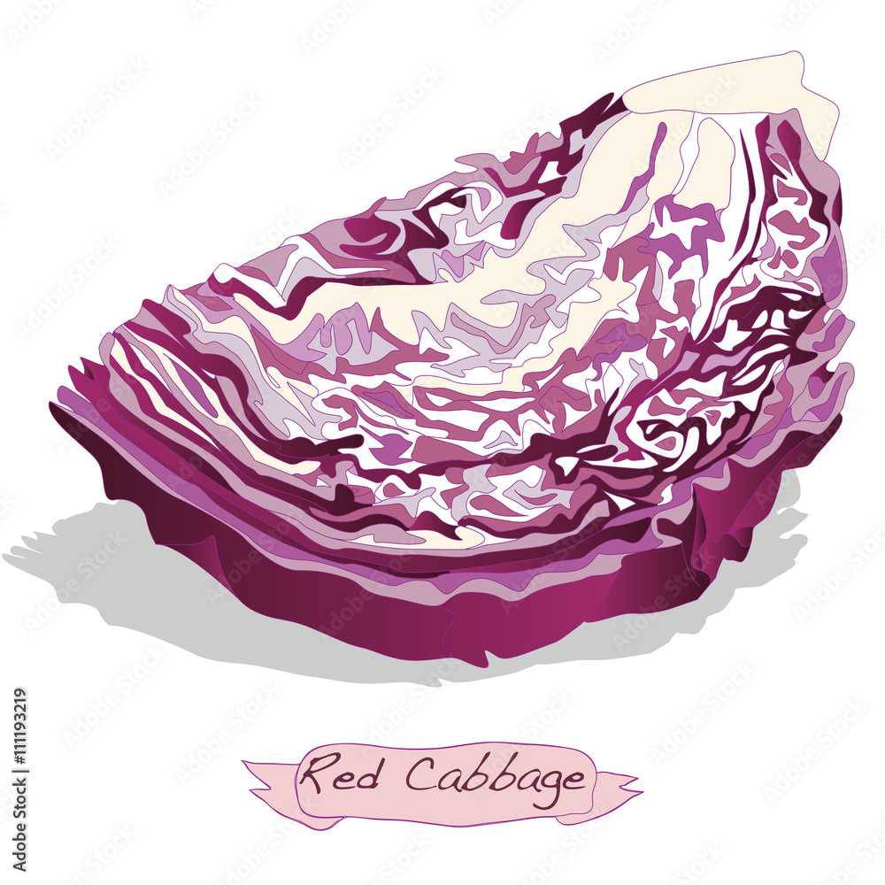 Obraz premium red cabbage vector isolated