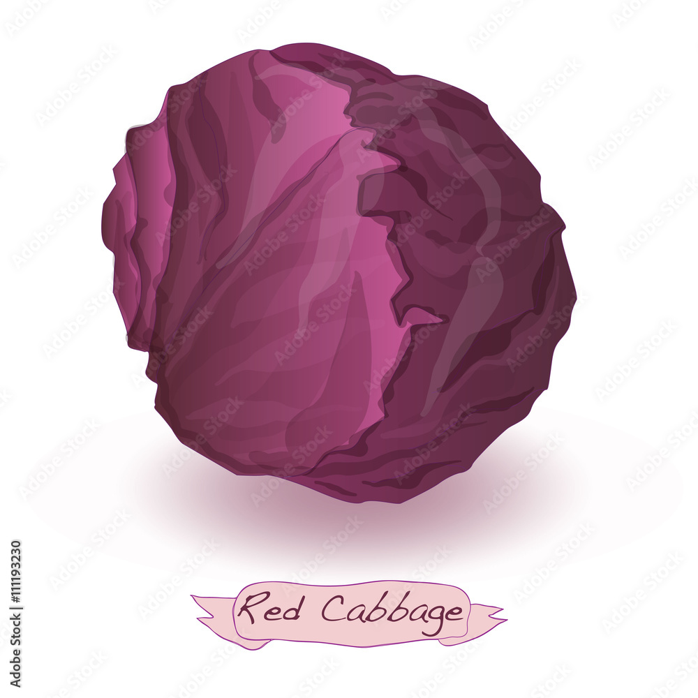 red cabbage vector isolated
