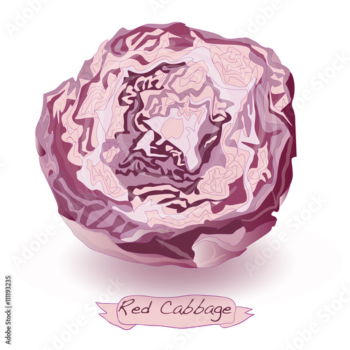 red cabbage vector isolated