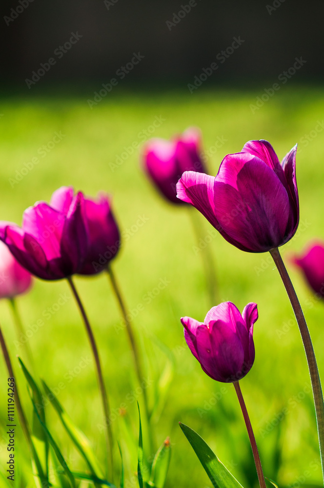 Amazing spring floral background, violet tulip flowers Amazing spring floral background, violet tulip flowers