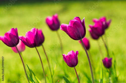 Amazing spring floral background, violet tulip flowers