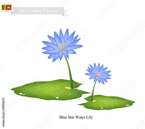 Blue Star Water Lily, The National Flower of Sri Lanka