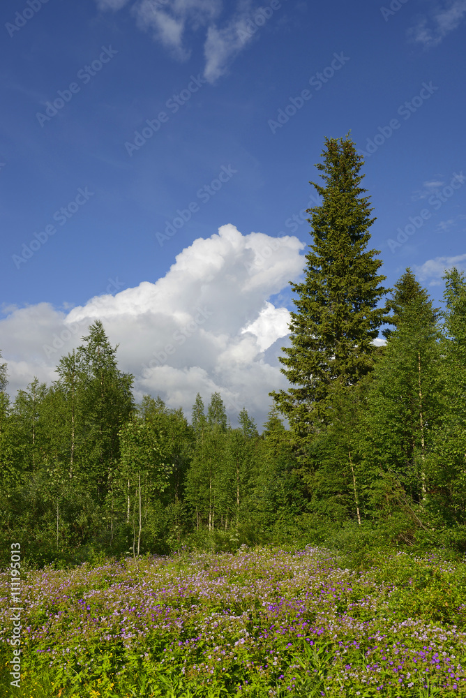 Fototapeta premium Forest glade